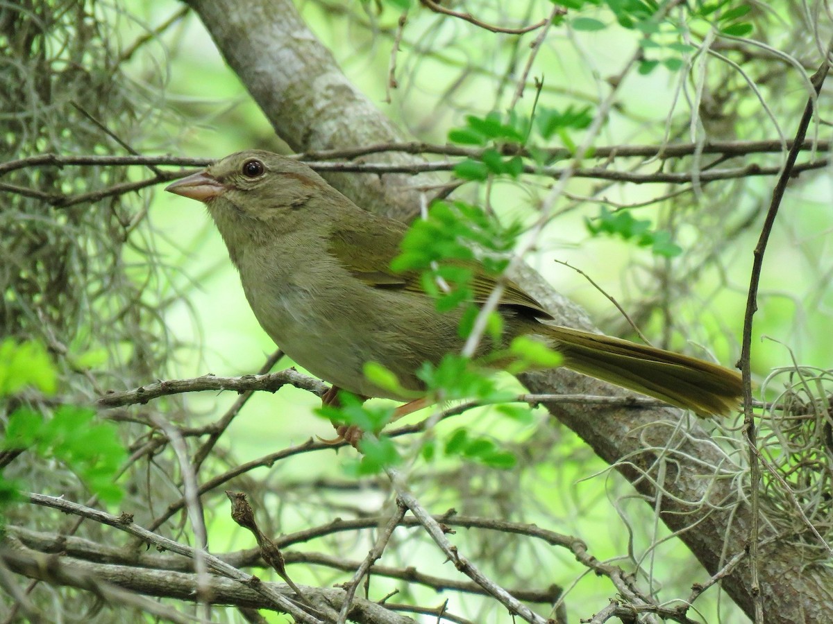 Olive Sparrow - ML638966700