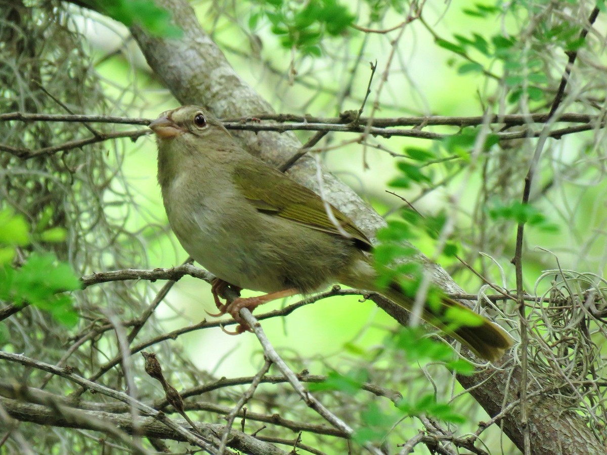 Olive Sparrow - ML638966701