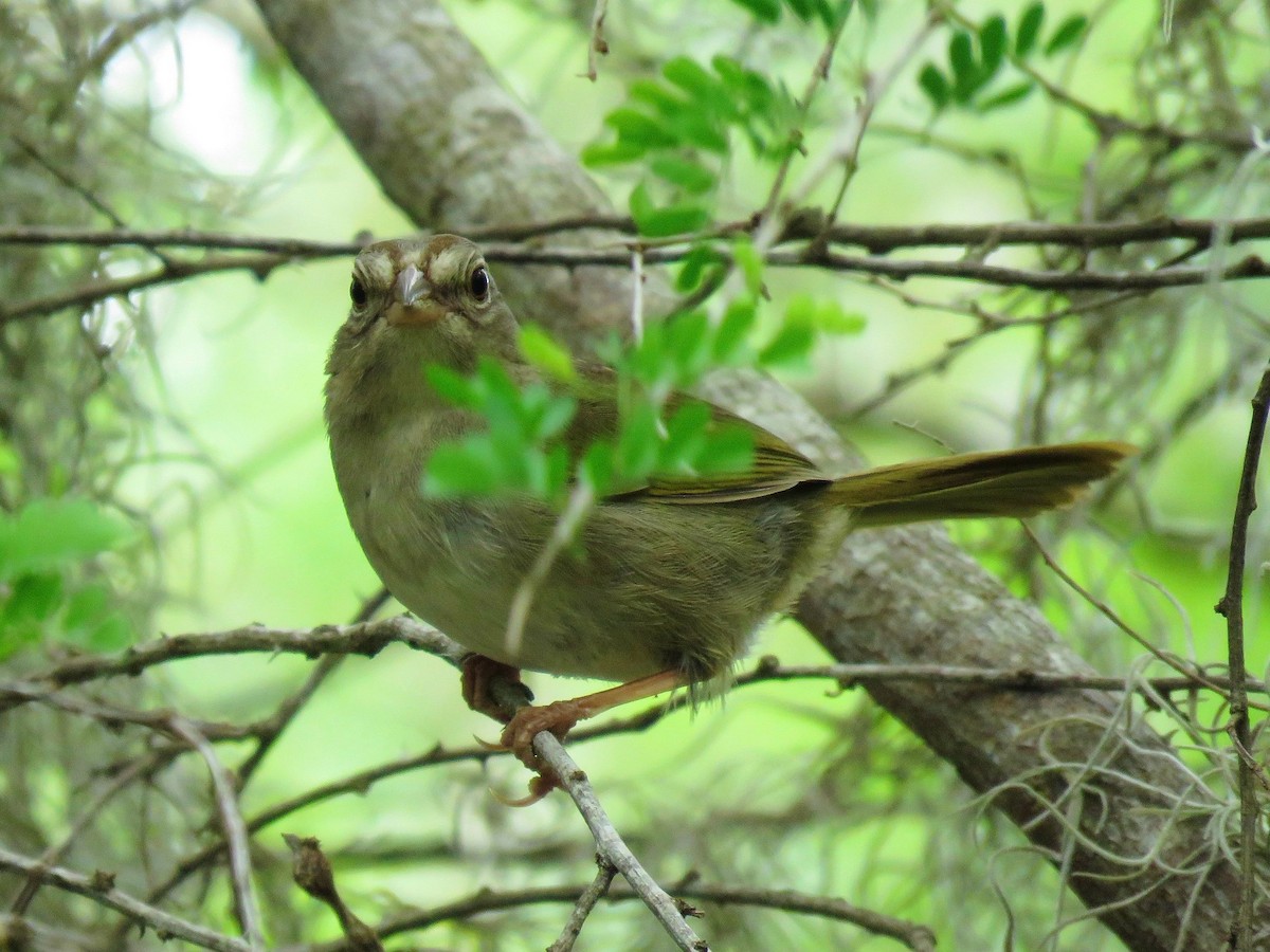 Olive Sparrow - ML638966702