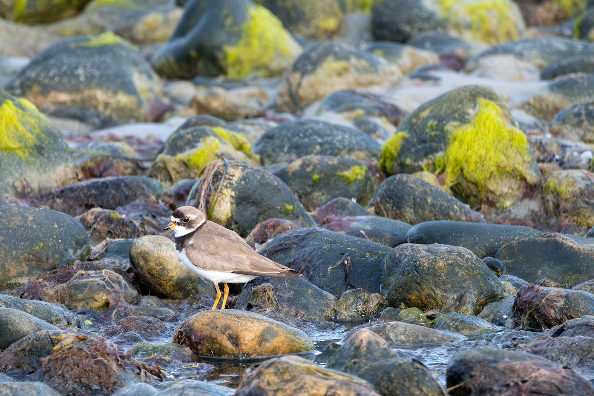 Semipalmated Plover - ML638966707