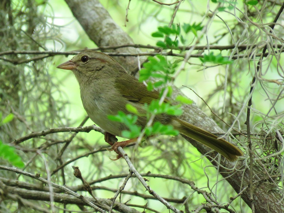 Olive Sparrow - ML638966711