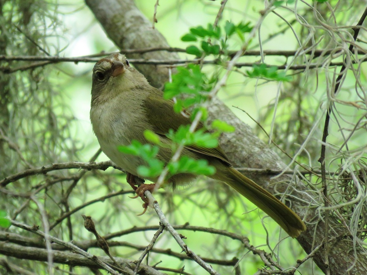 Olive Sparrow - ML638966719