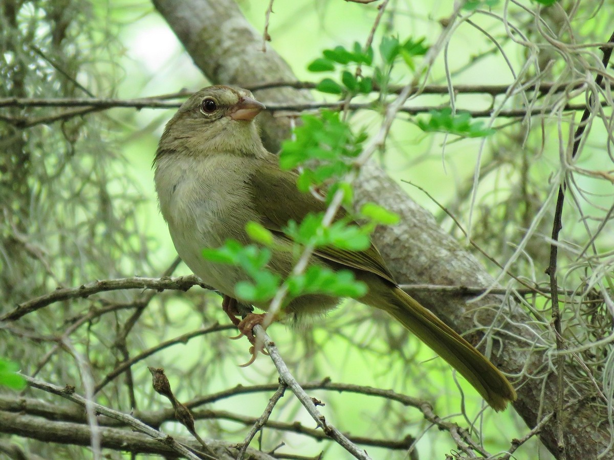 Olive Sparrow - ML638966721