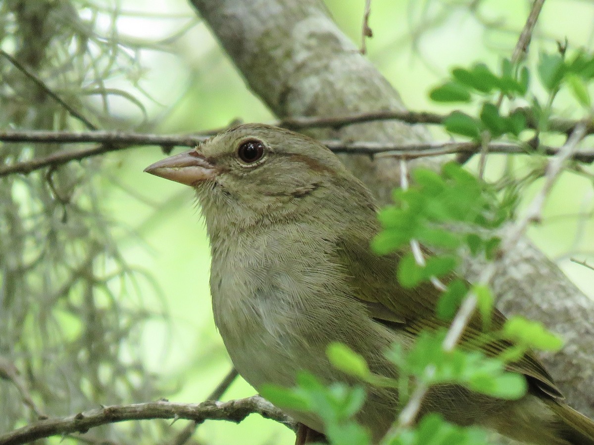 Olive Sparrow - ML638966722