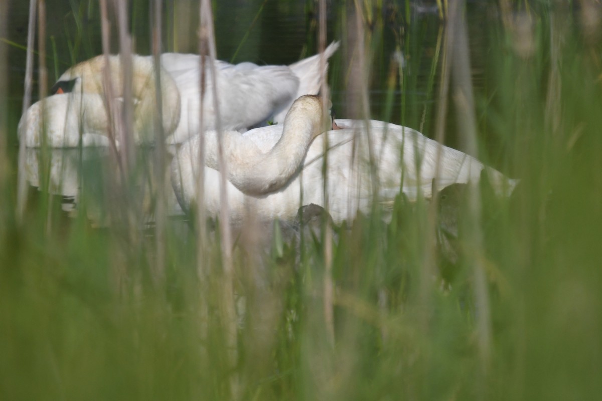 Cygne tuberculé - ML638966786