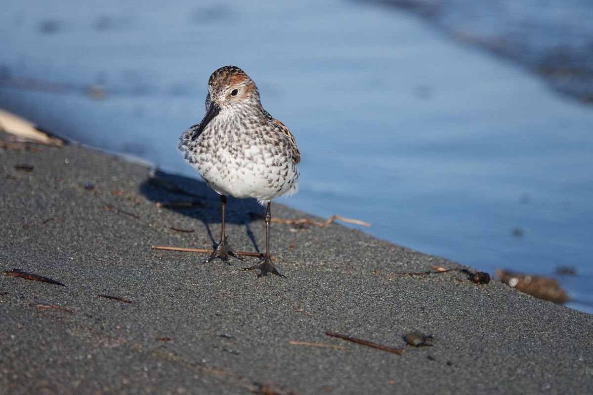 Western Sandpiper - ML638966802