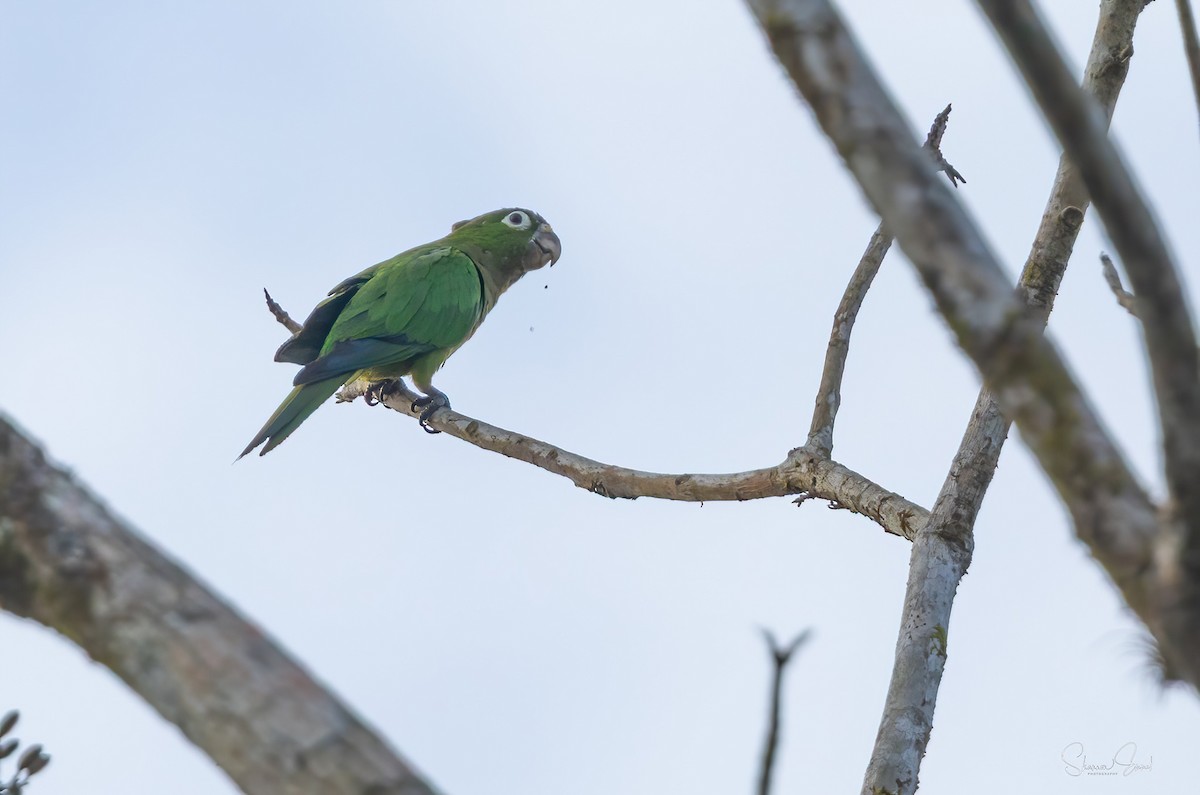 Olive-throated Parakeet - ML638966839