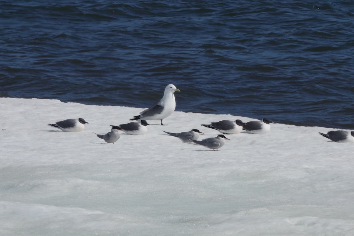 Gaviota Tridáctila - ML638966842