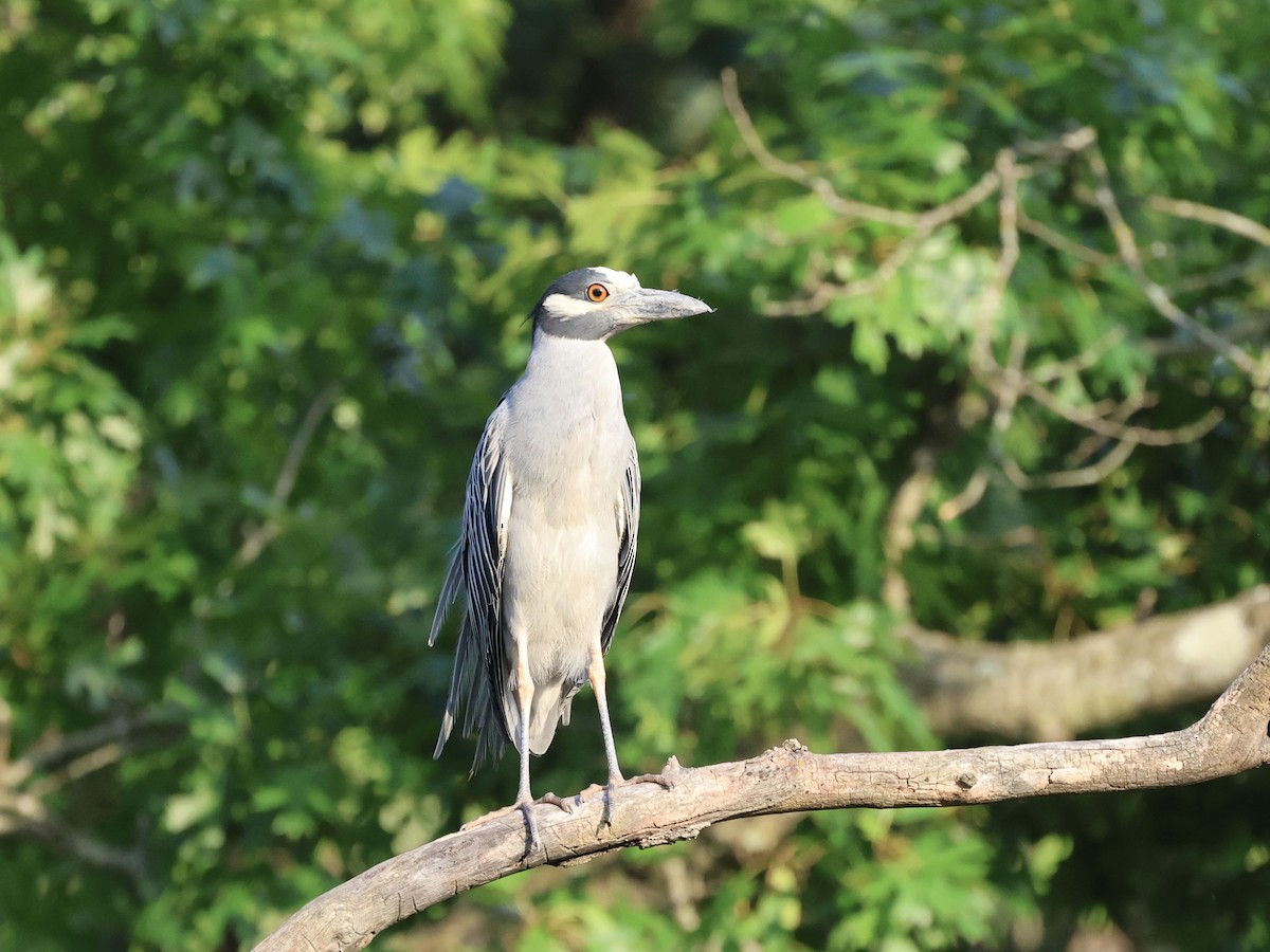 Yellow-crowned Night Heron - ML638966850