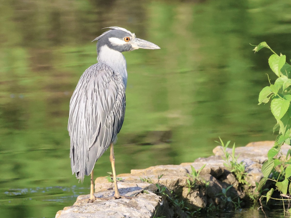 Yellow-crowned Night Heron - ML638966851