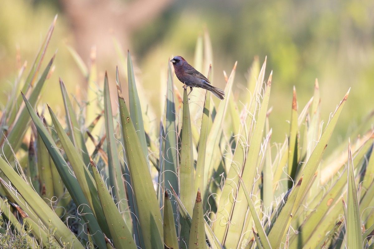 Varied Bunting - ML638966861