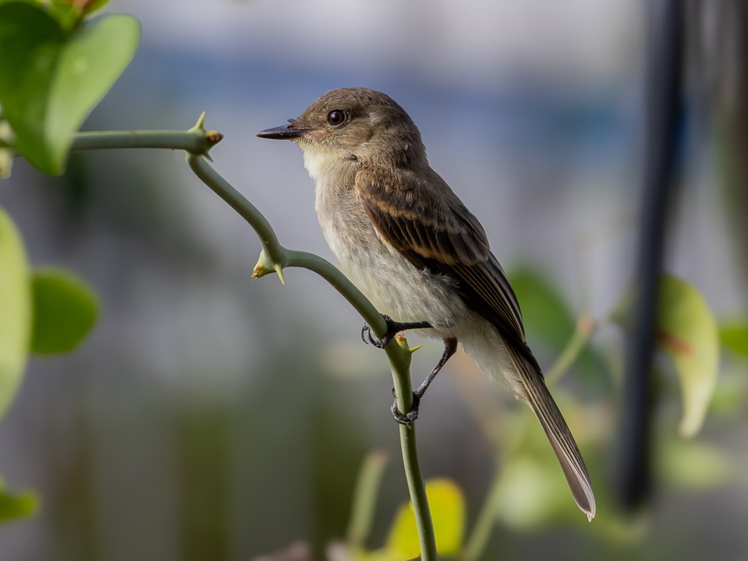 Eastern Phoebe - ML638966866