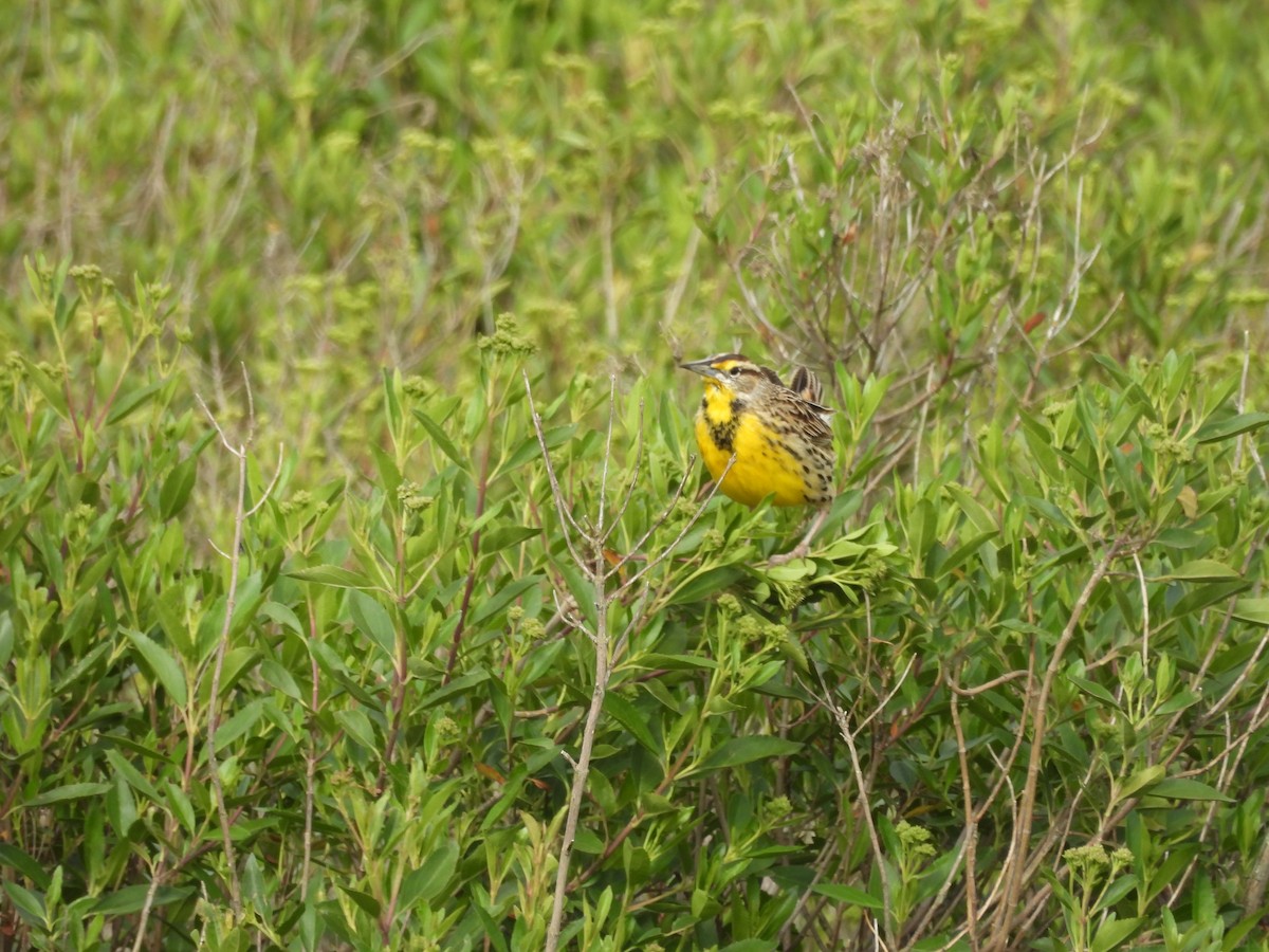 Eastern Meadowlark - ML638966880