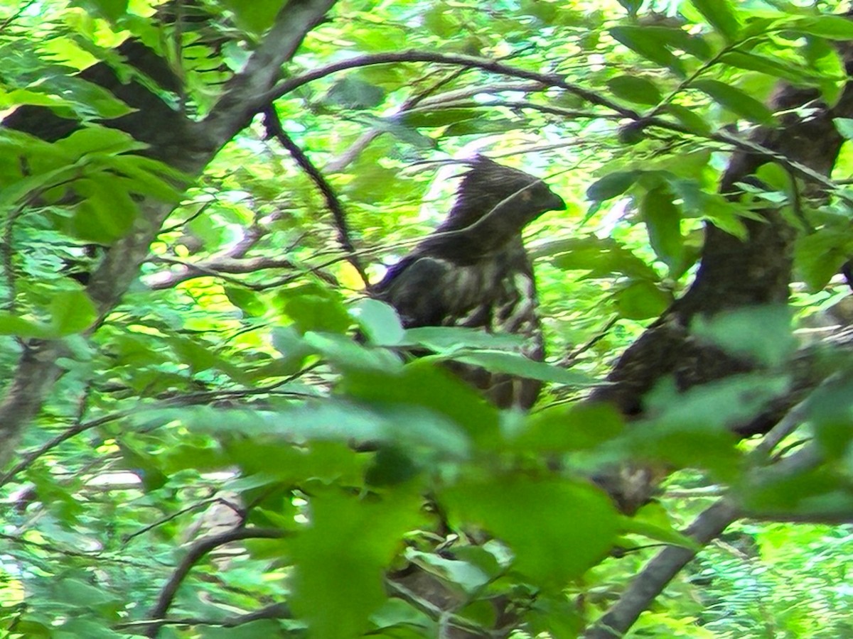 Changeable Hawk-Eagle - ML638966888