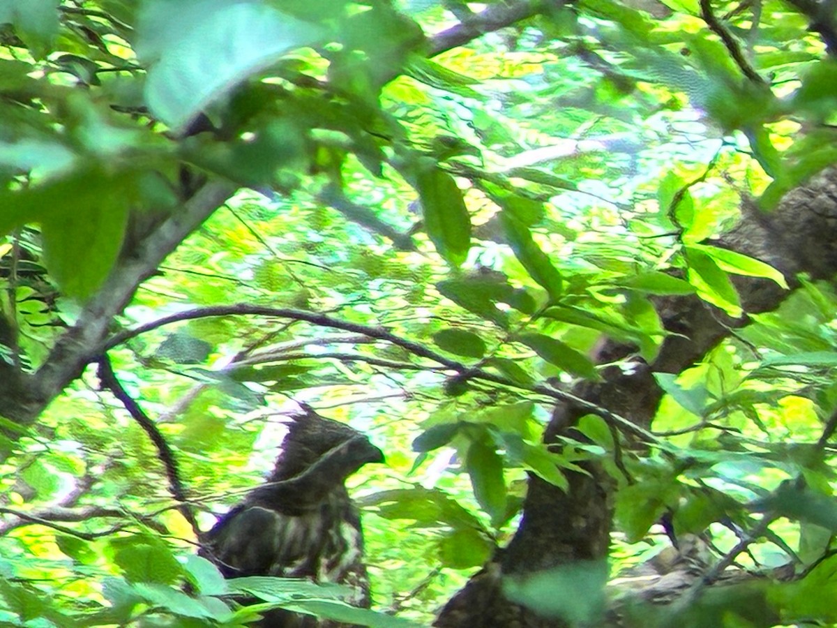 Changeable Hawk-Eagle - ML638966889