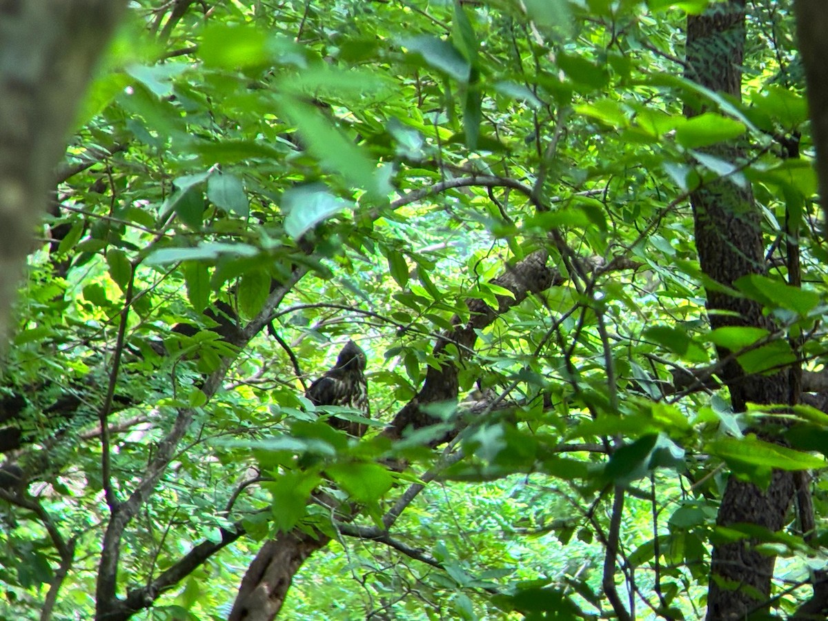 Changeable Hawk-Eagle - ML638966890