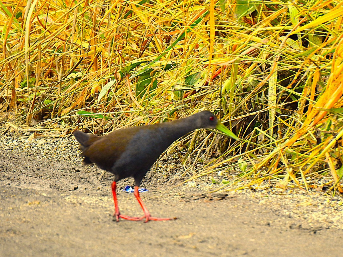 Blackish Rail - ML638966907