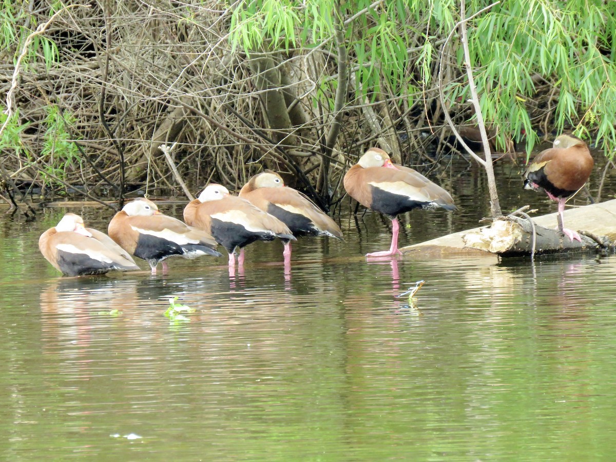Black-bellied Whistling-Duck - ML638966923