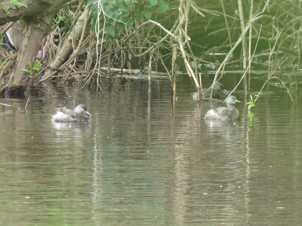 Least Grebe - ML638966940