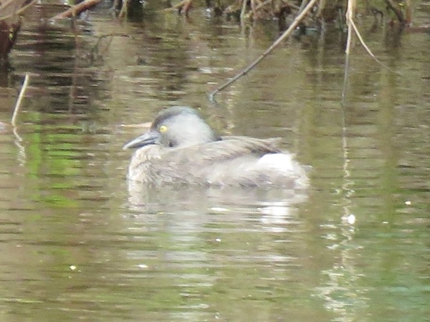 Least Grebe - ML638966943