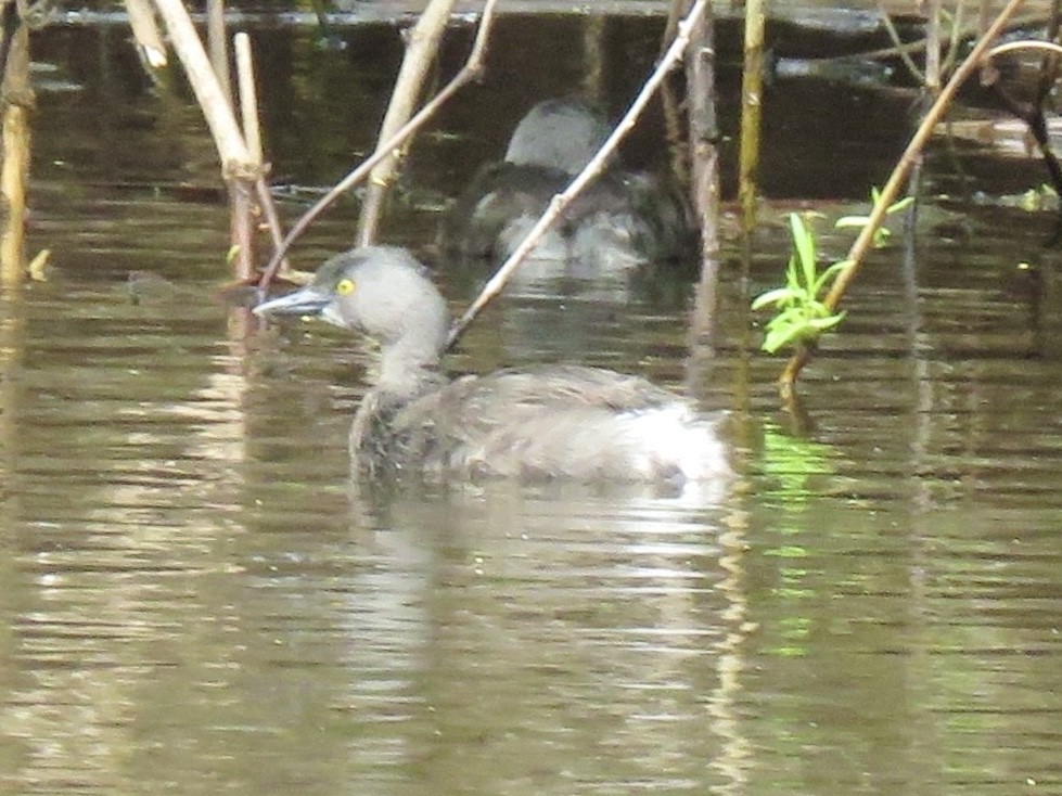 Least Grebe - ML638966944