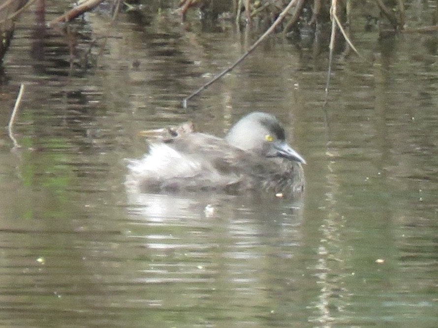 Least Grebe - ML638966952