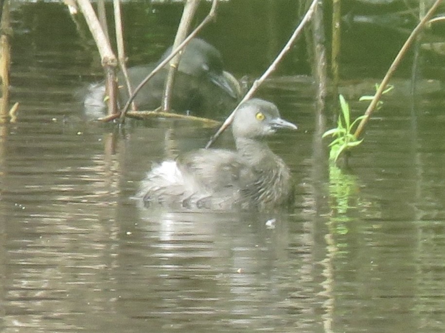 Least Grebe - ML638966953