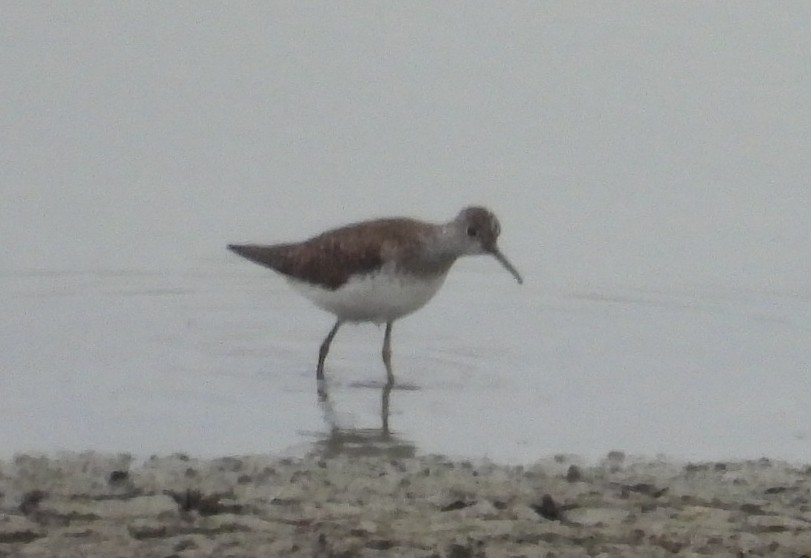 Solitary Sandpiper - ML638967042