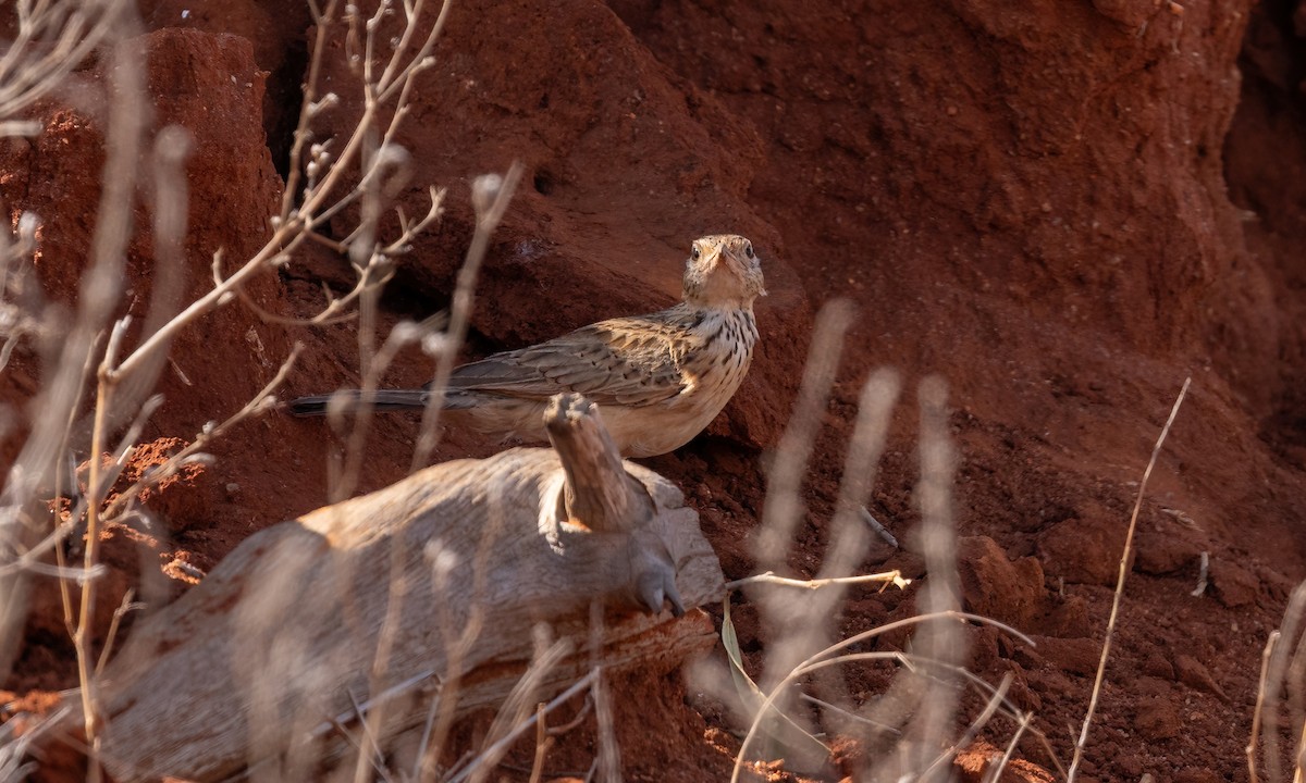 Red-winged Lark - ML638967052