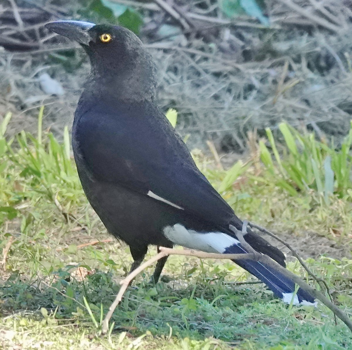 Pied Currawong - ML638967099