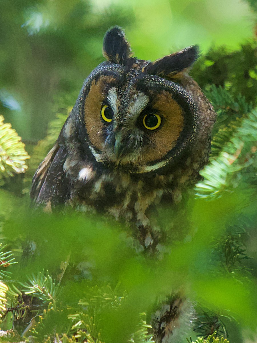 Long-eared Owl - ML638967113