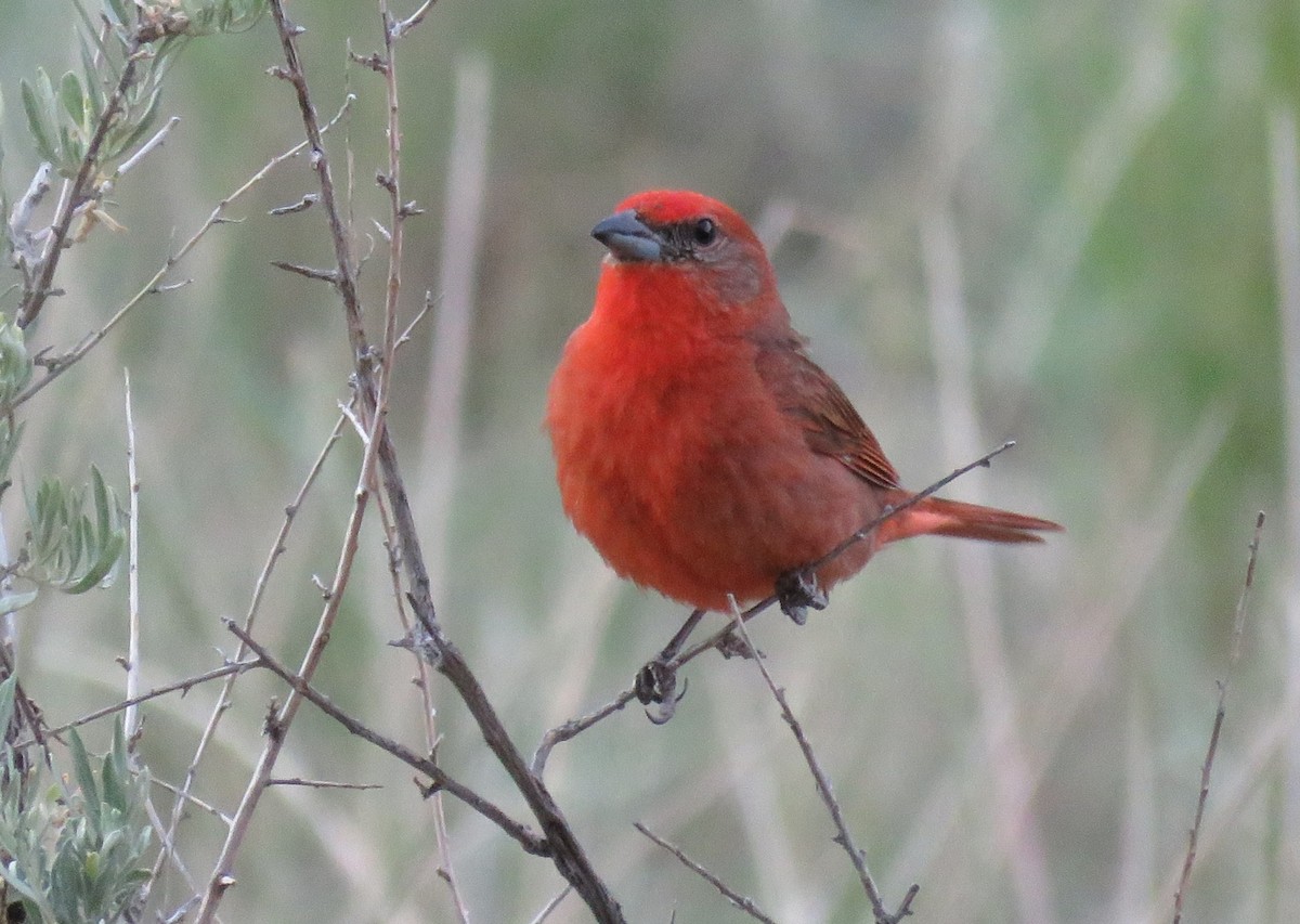 Hepatic Tanager - ML638967128