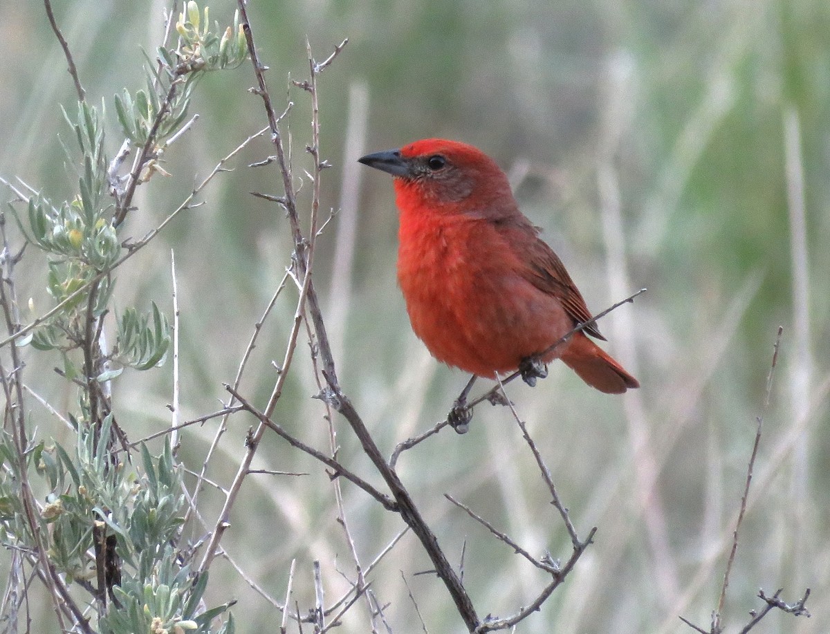 Hepatic Tanager - ML638967130
