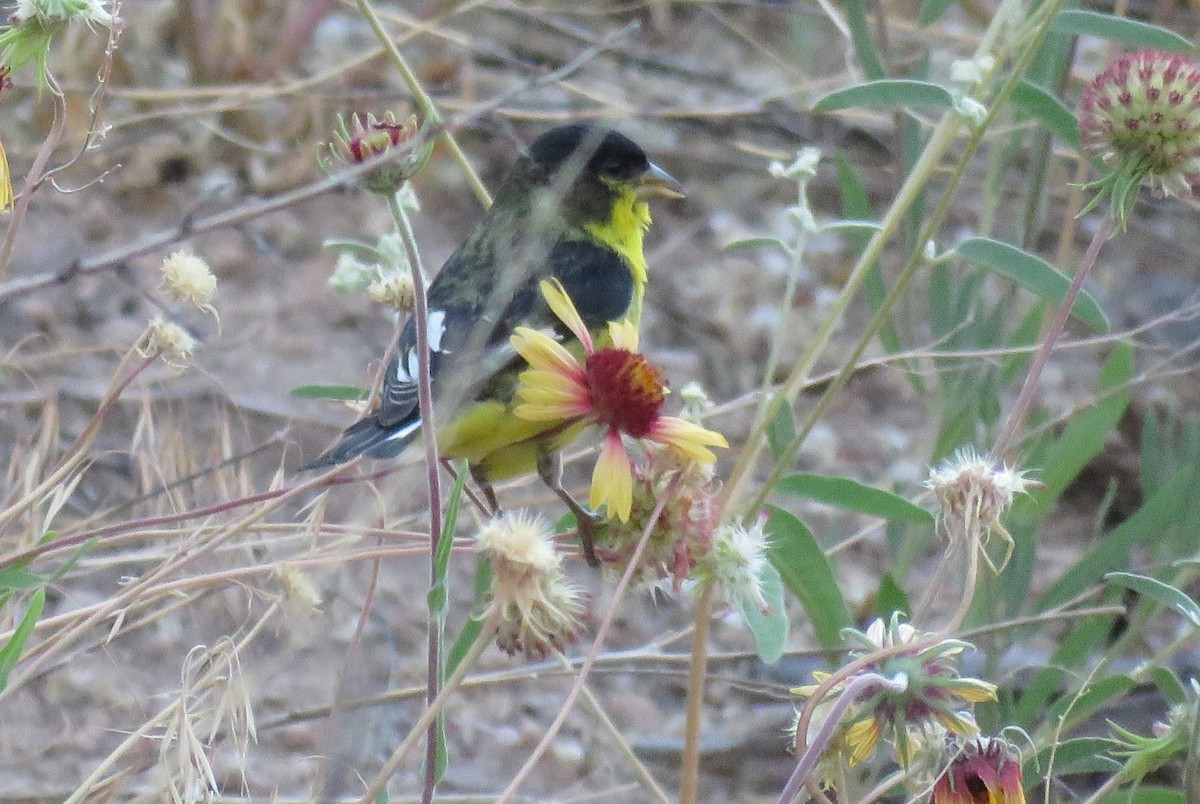 Lesser Goldfinch - ML638967136