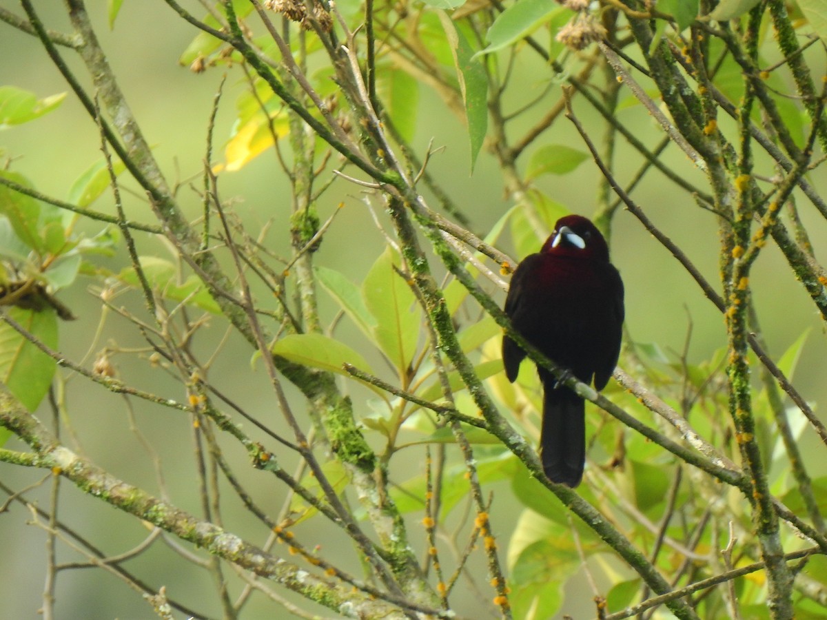 Silver-beaked Tanager - ML638967143