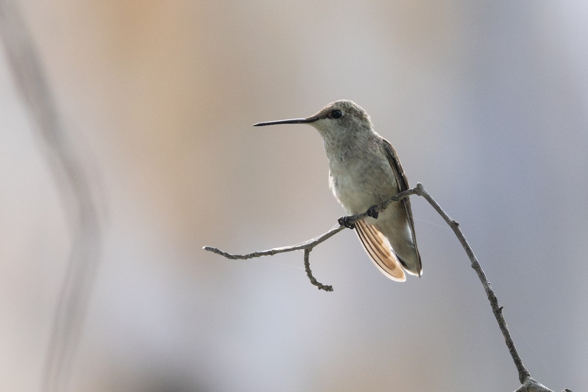 Broad-tailed Hummingbird - ML638967148