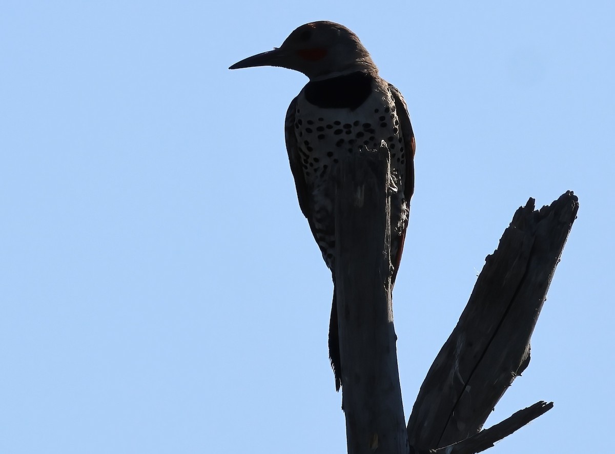Northern Flicker - ML638967153