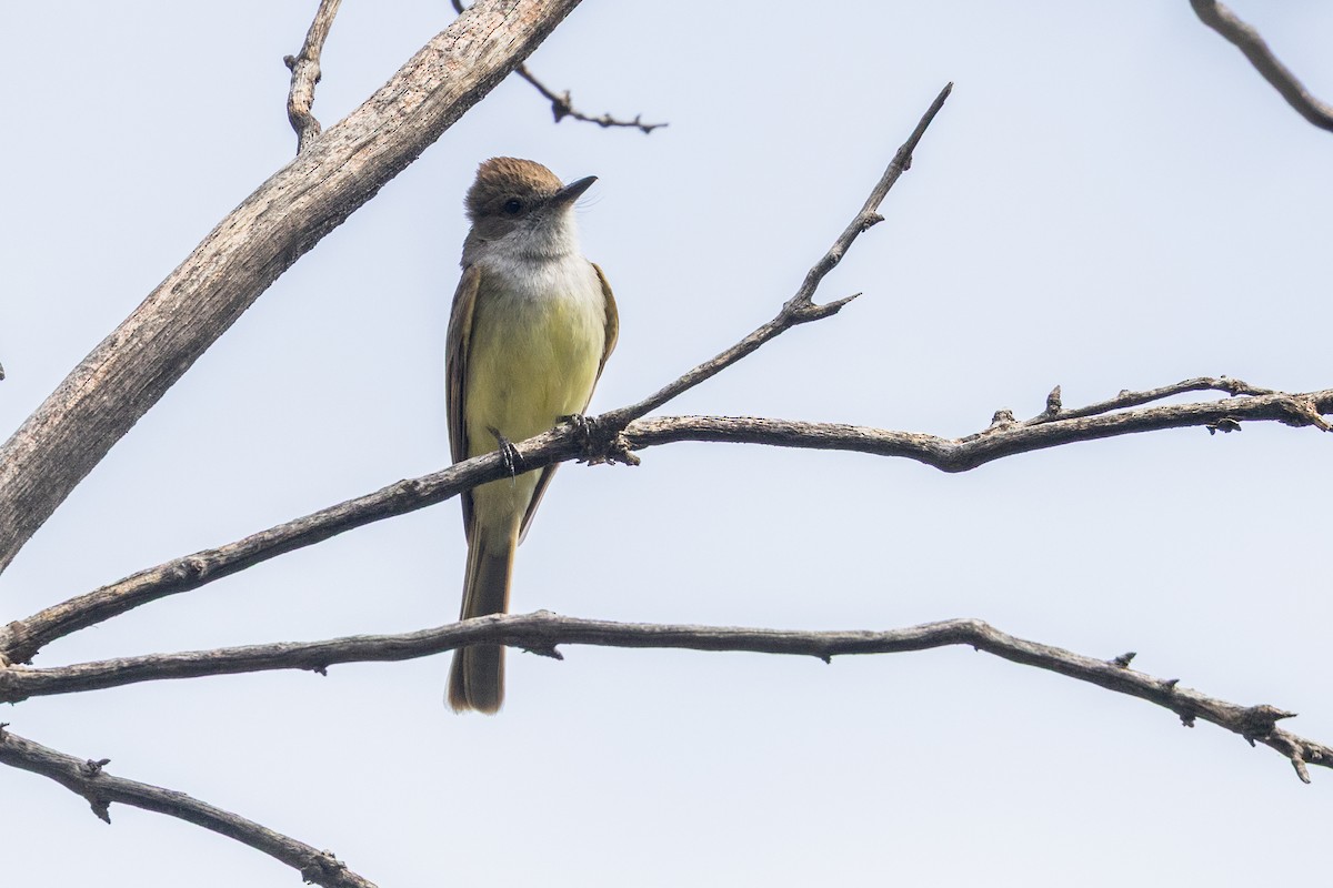 Myiarchus sp. - ML638967168