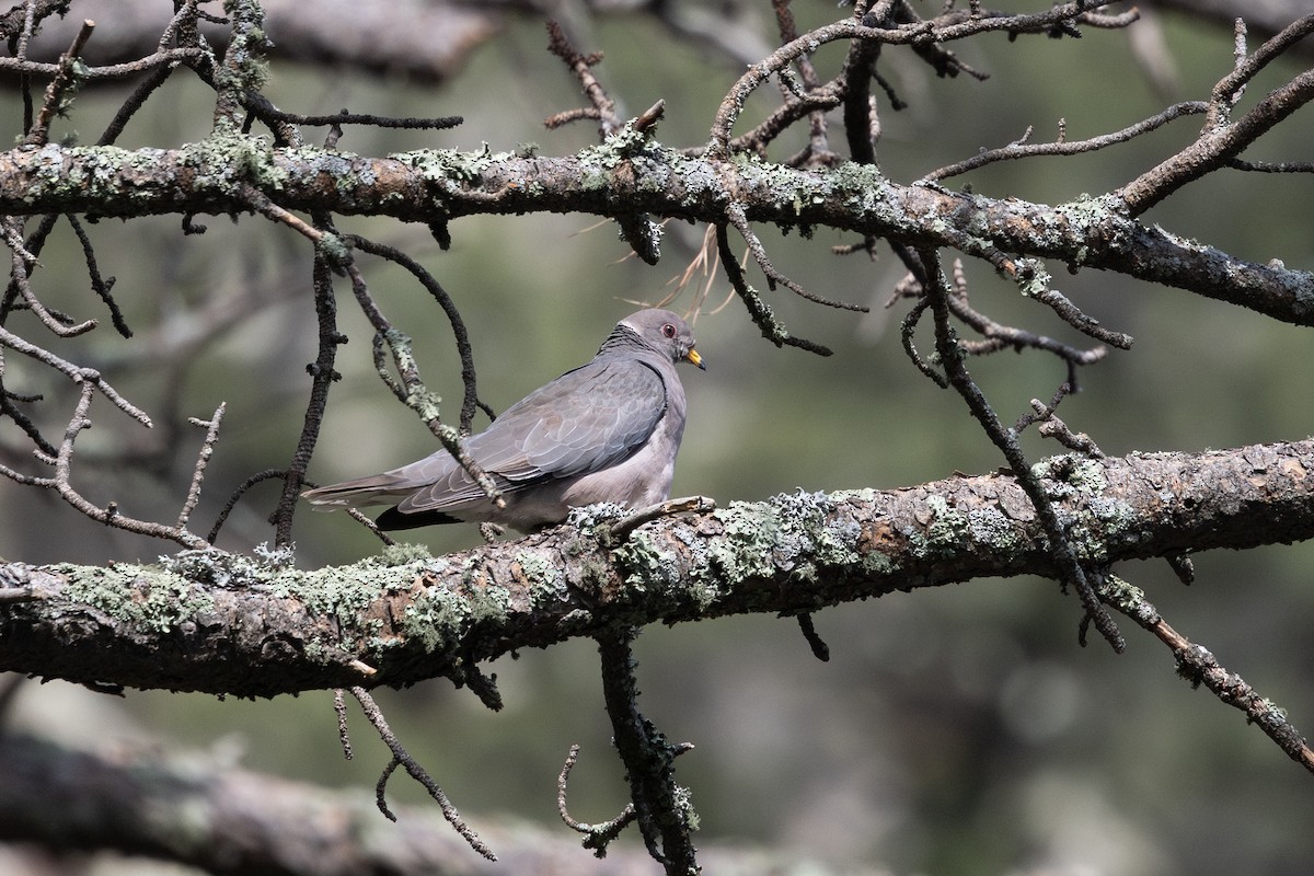 Band-tailed Pigeon - ML638967187