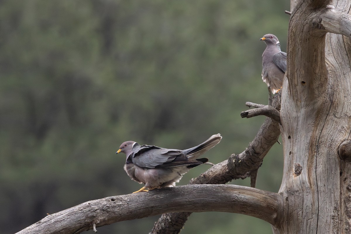 Band-tailed Pigeon - ML638967189