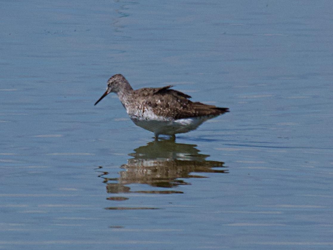 Lesser Yellowlegs - ML638967194