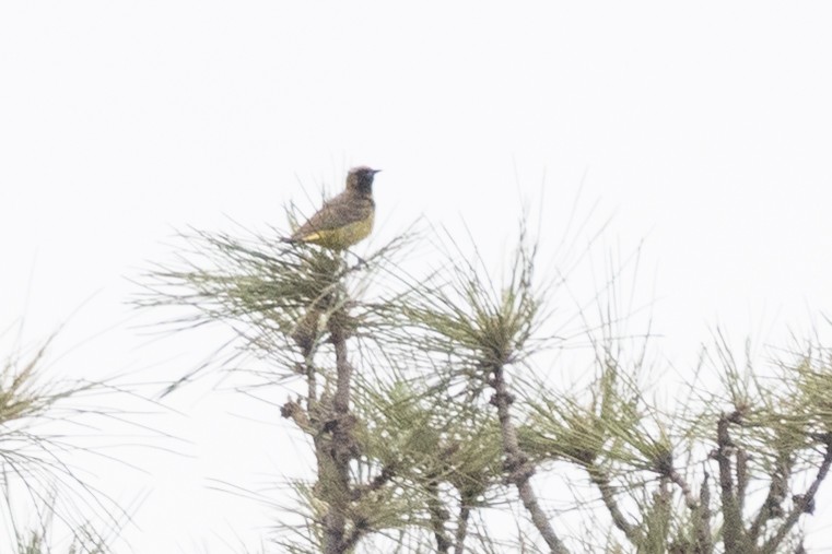 Scott's Oriole - ML638967243