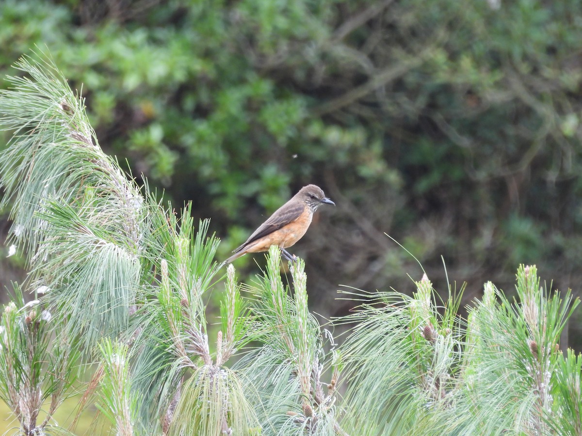 Streak-throated Bush-Tyrant - ML638967255