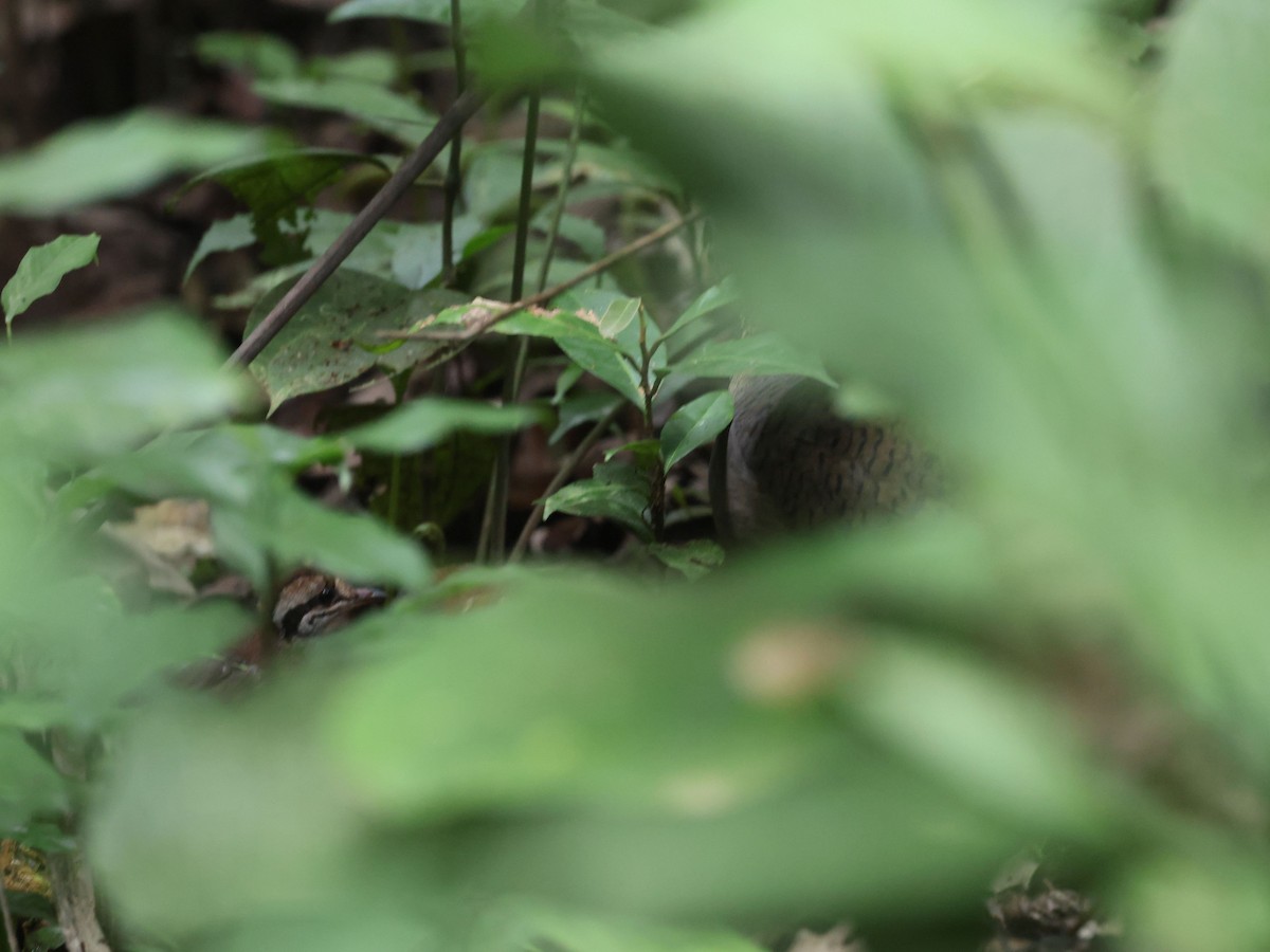 Great Tinamou - ML638967257