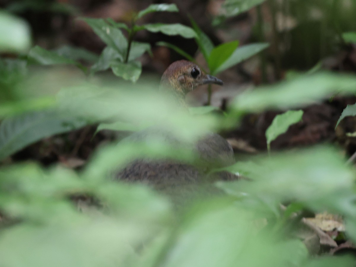 Great Tinamou - ML638967258