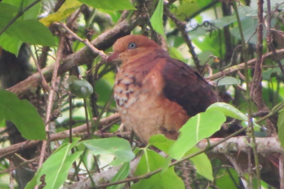 Little Cuckoo-Dove - ML638967297