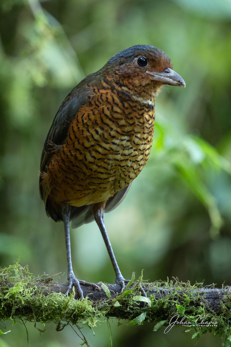 Giant Antpitta - ML638967298