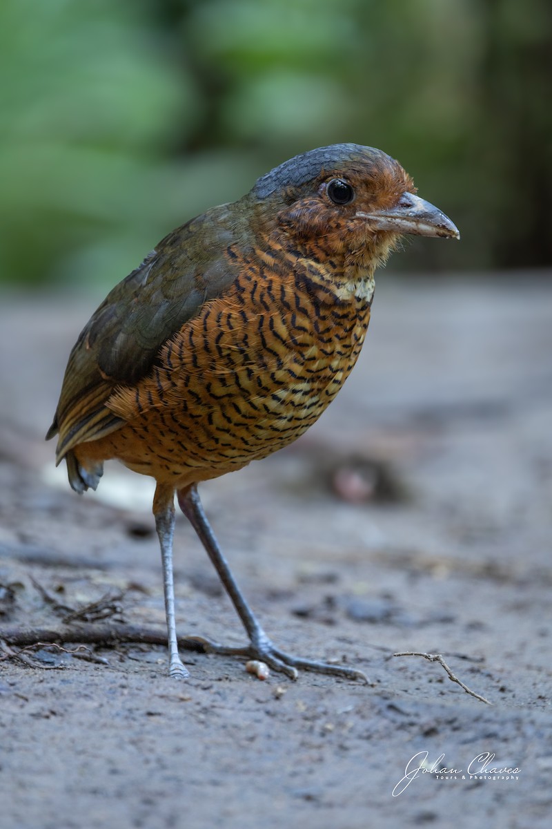 Giant Antpitta - ML638967299