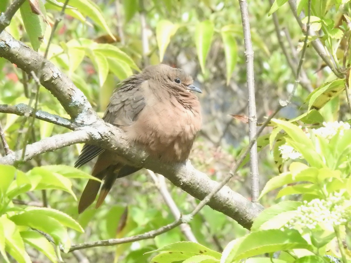 Eared Dove - ML638967335