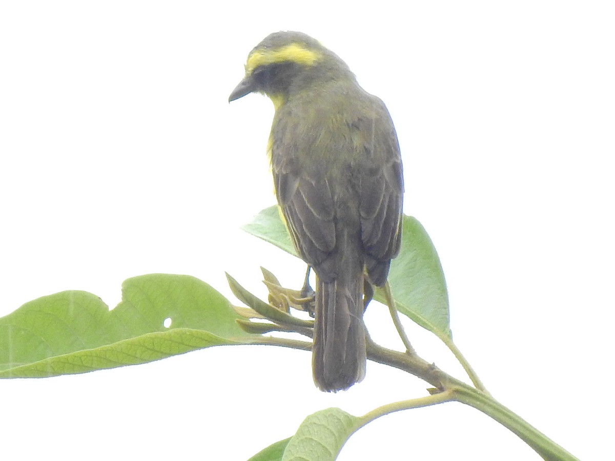 Lemon-browed Flycatcher - ML638967358